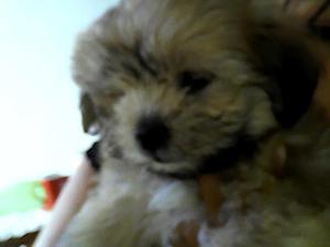shitzu en venta