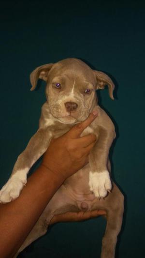 Cachorra Pitbull de Buena Linia