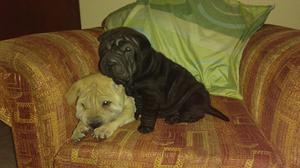 Cachorras Sharpei