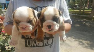 Cachorros Bulldog Ingles