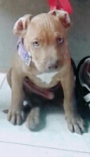 Pittbull Red Nose