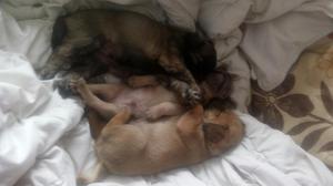 Se Vende Lindos Cachorritos Cruze Chihuahua con Pequines