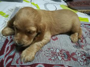 Se Venden Hermosos Cocker Spaniel