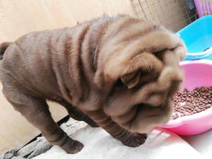 Sharpei Cachorro