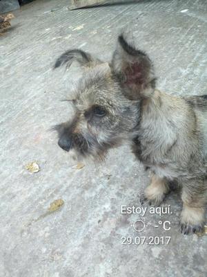 Vendo Perrita Snauzer de 5 Meses a 