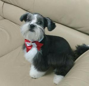 Vendo Shih Tzu de Cuatro Meses