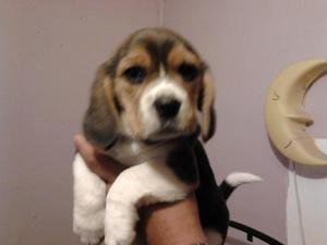 BEAGLE TRICOLOR CACHORRITOS BELLISIMOS