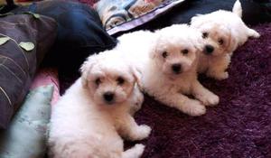 BICHON FRISE CACHORROS CARIÑOSOS