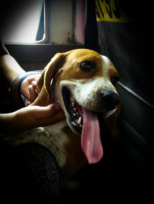 Beagles de 2 Semanas