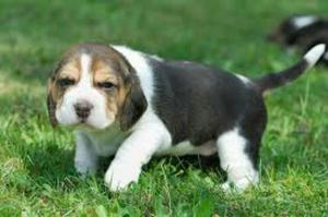 Beagles de 50 Dias de Nacidos