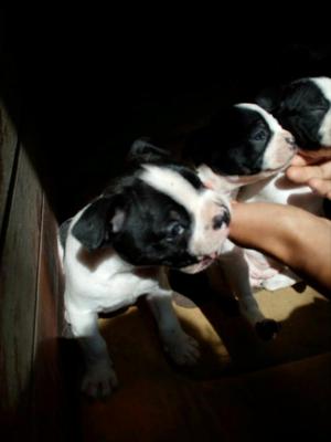 Boston Terrier Remato