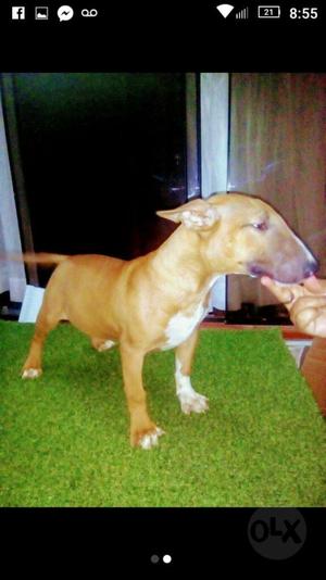 Bull Terrier de 7 Mess Pedigree