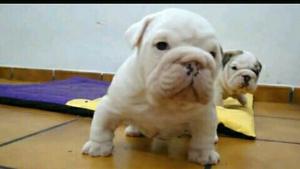 Bulldog Ingles