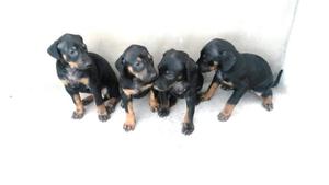 CACHORROS DOBERMAN !!!!