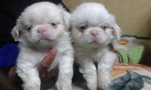 CACHORROS PEKINES