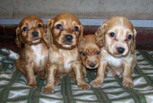 COCKER BELLOS CACHORRITOS