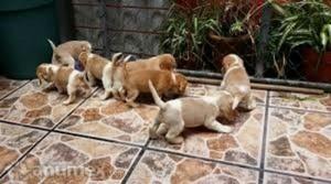 Cachorros Beagles Bicolores