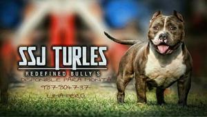 Cachorros Bully