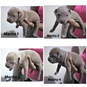 Cachorros Pitbull