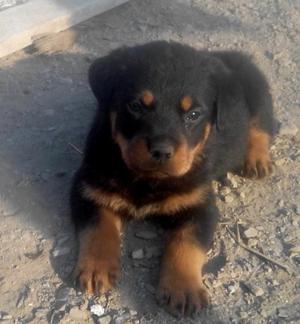 Cachorros Rottweiler