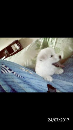 Cachorros Samoyedos en Venta