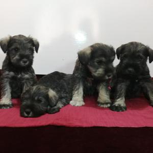 Cachorros Schnauzer