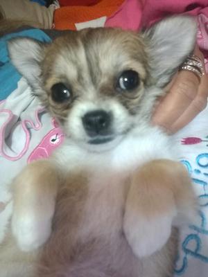 Chihuahua Pelo Largo
