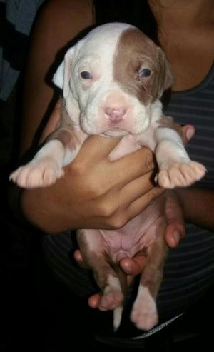 Hembra Pitbull