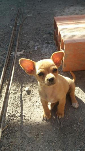 Hermosa Cachorrita Chihuahua