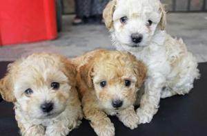 Hermosos Cachorros Poodle Miniatura