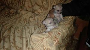 Hermosos Chihuahuas en Ica