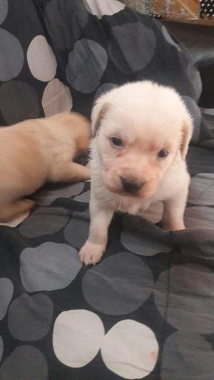 Labrador, lindos cachorros, hembra y macho, vacunado y