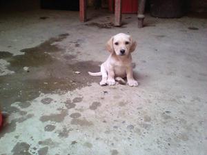 Labrador retriever color hueso hermoso