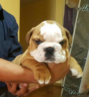 Lindo Bulldog Ingles