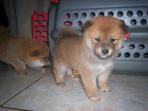 POMERANIA HERMOSOS