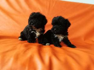 Poodle lindos cachorritos, hembra y macho, TOY, con vacunas.