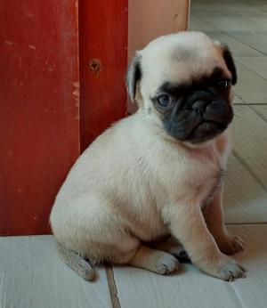 Pug Carlino