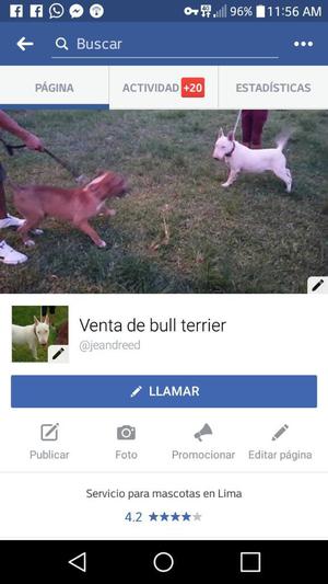 Quiera Vender Tu Cachorro