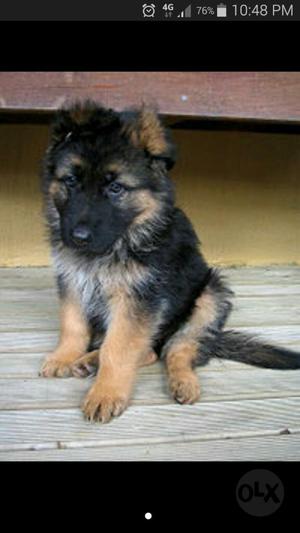 Quiero Adoptar Un Cachorro Pastor Aleman
