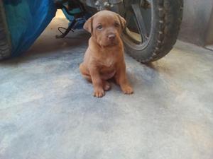 SE VENDE CACHORRITA SHARPEI