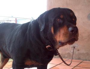 Se vende 4 cachorros rottweiler Arequipa