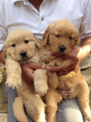 Se vende cachorros Golden Retriever