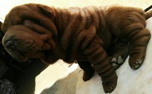 Shar Pei Marron