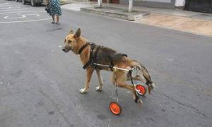 Sillas de ruedas para mascotas Lima