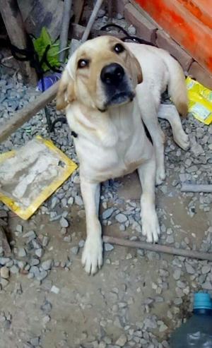 Urgente, Doy en Adopcion Labrador Macho