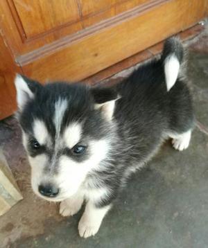 Vendo Cachorros Husky