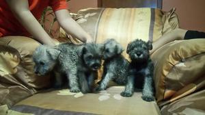 Vendo Cachorros Schnauzer