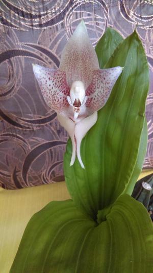 Vendo Hermosa Orquídea Anguloa en Floración
