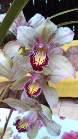 Vendo Hermosa Orquidea Cymbidium en Floracion
