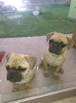 Vendo Hermozos Pug Machos